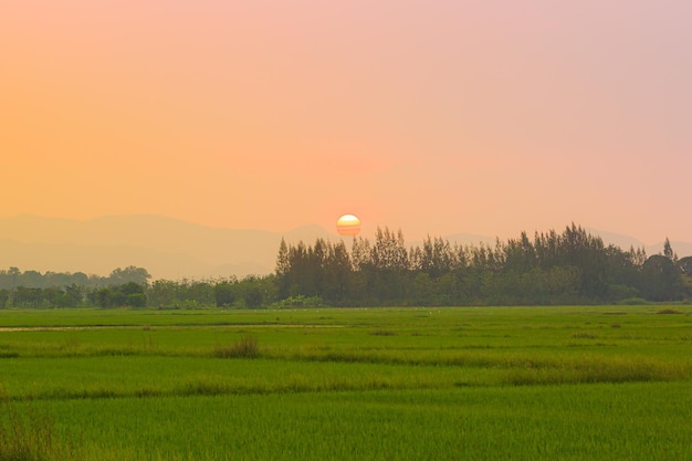 A big green rice field with green rice plants in rows as the sun sets over another day in Asia