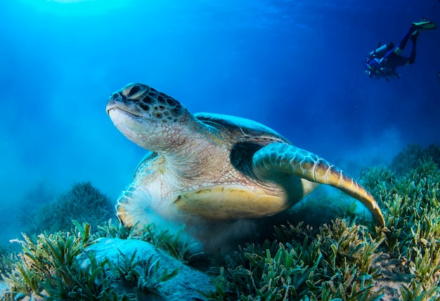 Big green sea turtle swimming among colorful coral reef in dark clear water. Marine life underwater in blue ocean. Observation animal world. Scuba diving adventure in Red sea, coast Africa