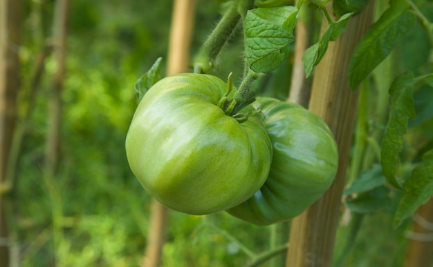 Big green tomato plants plantation Organic farming young tomato plants growth Natural blurry back