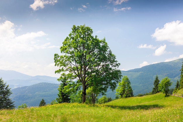 Big green tree standing on grass meadow in mountains