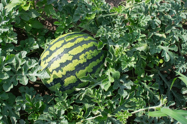 Big Green watermelon growing in the garden