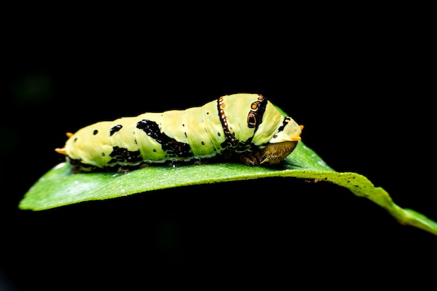 Big green worm on the green leaf