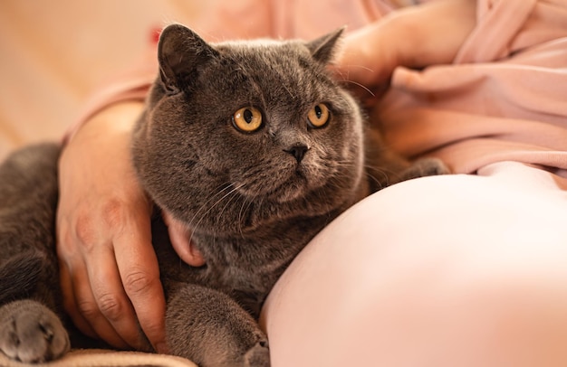 Big grey cat sits on lap Pink background cosy home petFluffy domestic grey shorthair british