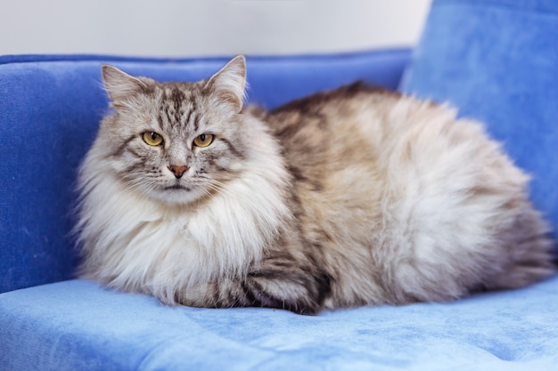 Big grey fluffy cat on a blue sofa