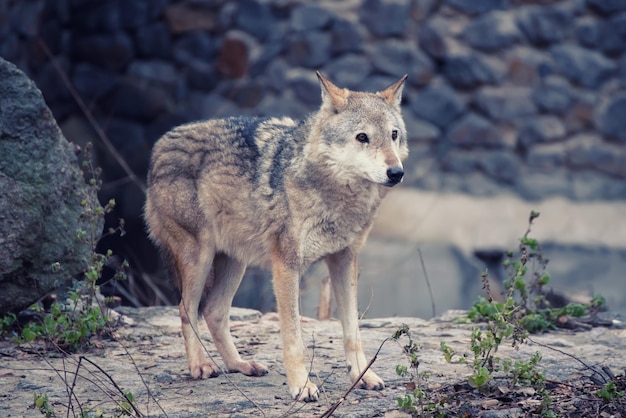 Big grey wolf canis lupus in the zoo