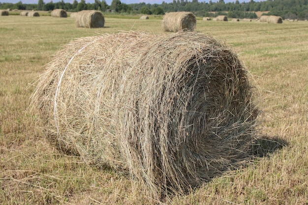 big haystack on the field