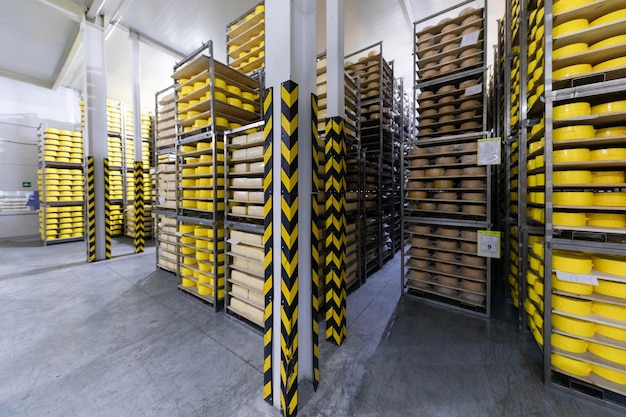 Big heads of fresh cheese lying on shelves with cheese production background