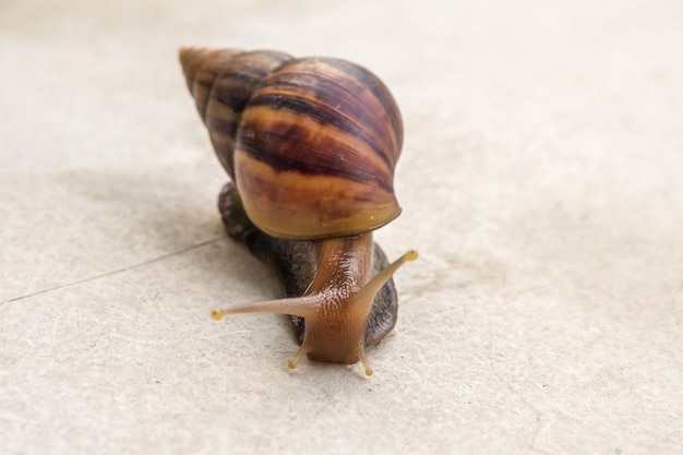 Big helix snail on concrete floor close up