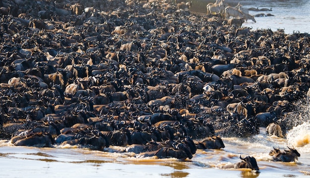 Big herd of wildebeest is about Mara River 