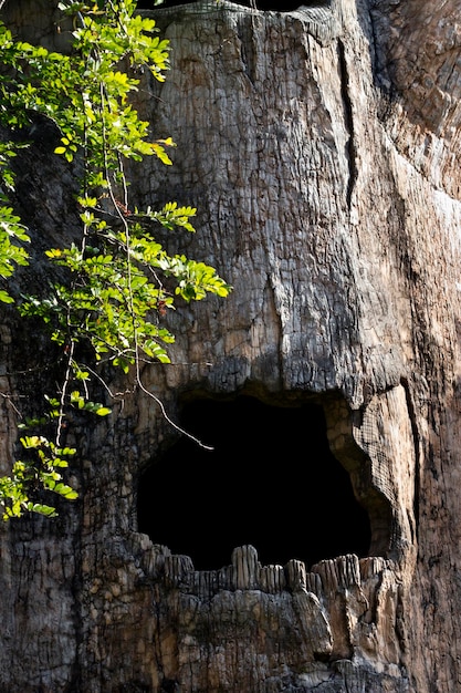 Big hollow tree in zoo