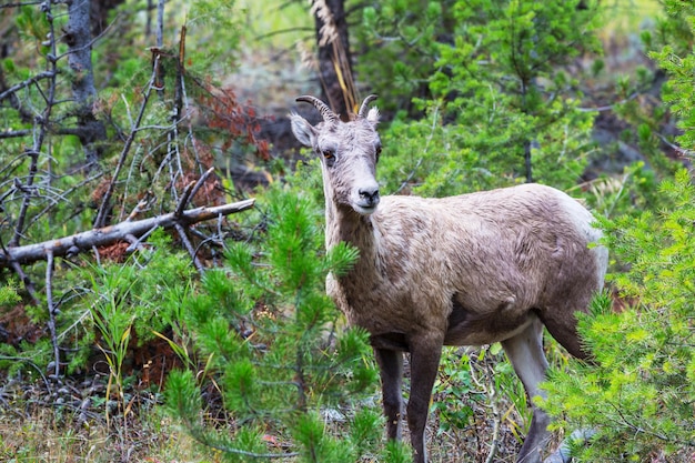 Big-Horned Sheeps, in the Banff National Park in Autumn, Rocky Mountains, Canada