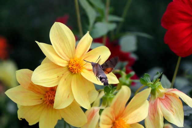 Big and largest bee on the yellow flower head, macro and close-up of insect