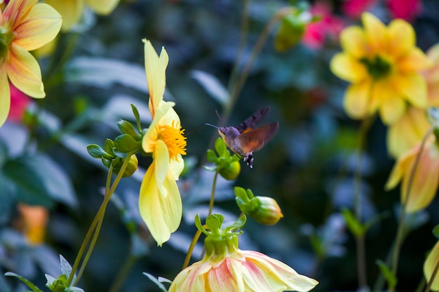 Big and largest bee on the yellow flower head, macro and close-up of insect