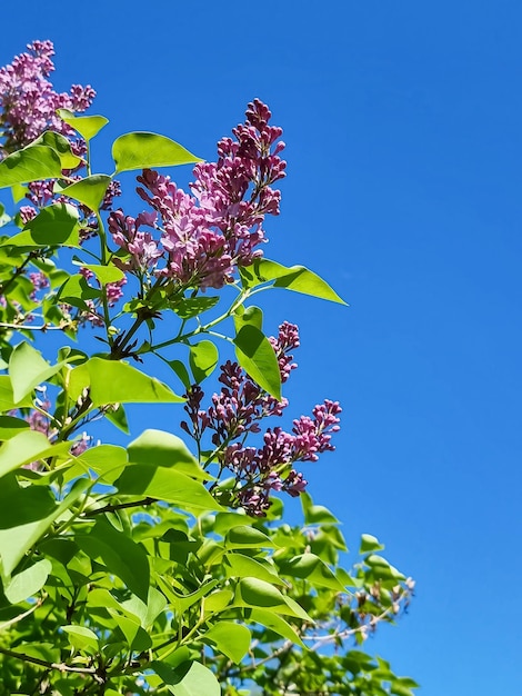 Big lilac branch bloom lilacs bush Spring violet lilac flowers closeupNatural wallpaper Spring herbal concept sunny day