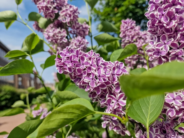 Big lilac branch bloom lilacs bush Spring violet lilac flowers closeupNatural wallpaper Spring herbal concept sunny day