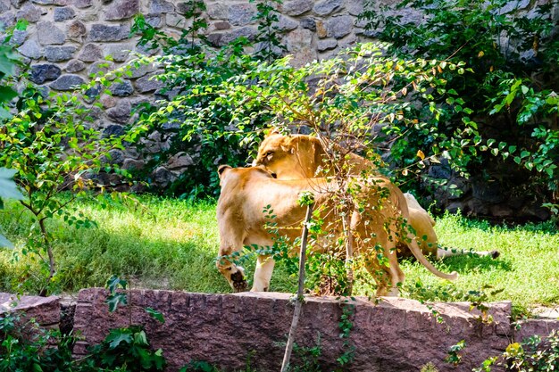 Big lionesses Panthera leo resting among the green vegetation