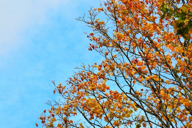 A big maple tree with orange, red leaves and blue sky in autumn.