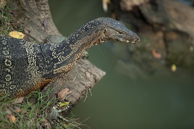 The big monitor lizard lies on a grass. closely to water