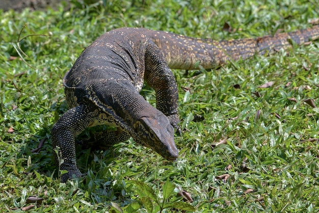 Big monitor lizard walking on a grass