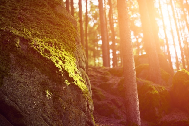 Big mosscovered rock in the European forest Sunlight on the dark green moss A moody landscape detail in the woods