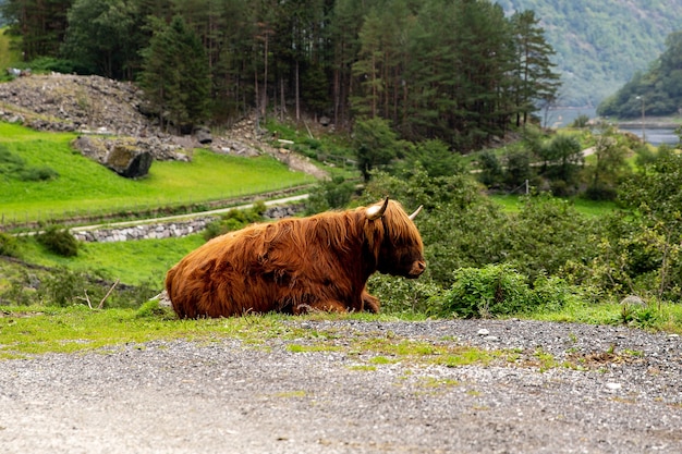 Big musk ox in its habitat, Natural landscape on the background. Norwegian animal