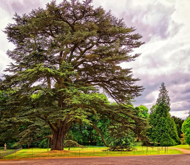 Big old Cedar tree in Park of Audley End House in Essex in England. It is a medieval county house. Now it is under protection of the English Heritage.