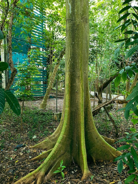 big old tree in the park