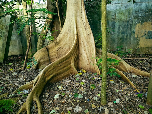 big old tree in the park