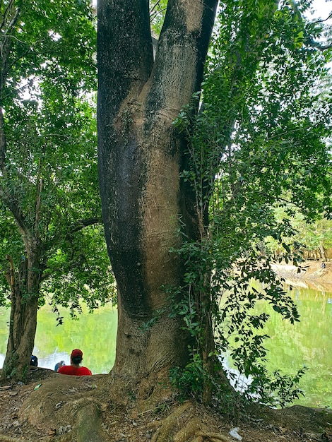 big old tree in the park