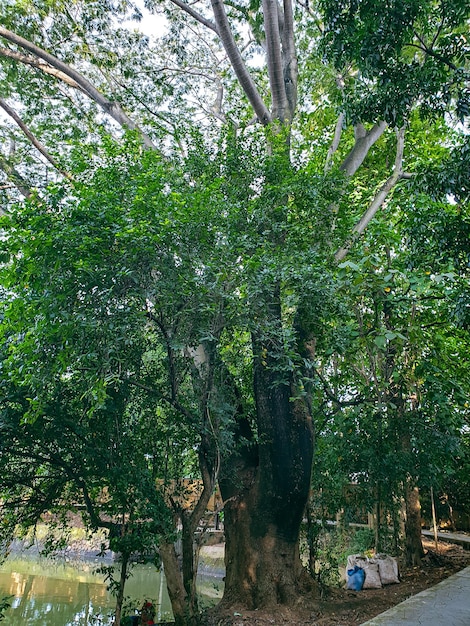 big old tree in the park