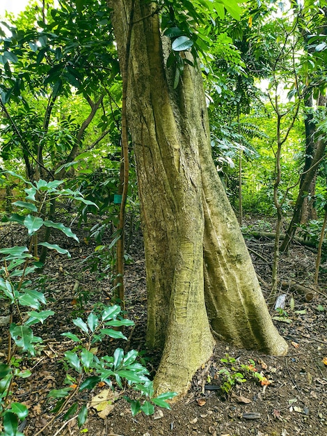 big old tree in the park