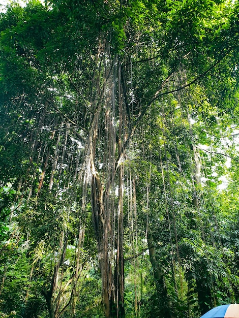 big old tree in the park