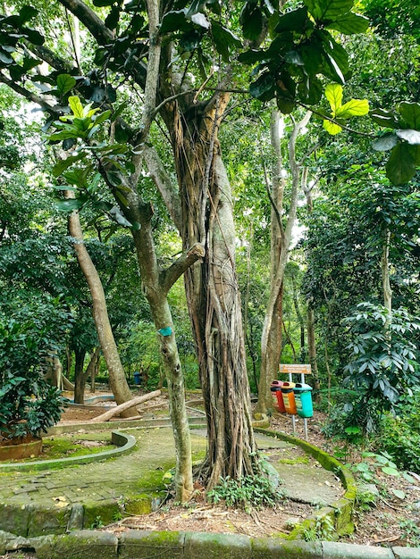 big old tree in the park