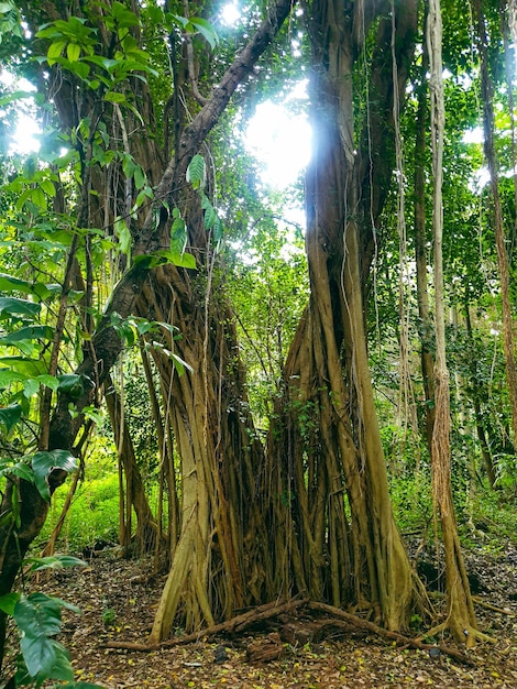 big old tree in tropical forest