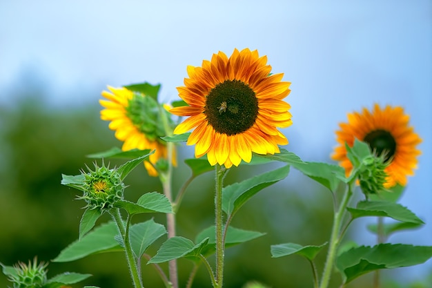 big orange sunflowers on blue sky