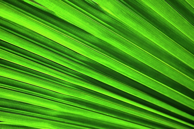 Big palm leaves background tree young green palm leaves natural green texture background