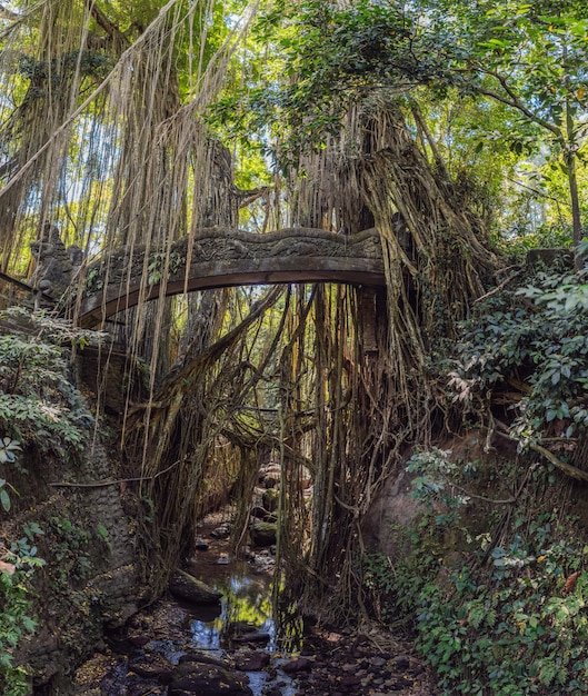 BIG panorama of Famous dragon bridge in Monkey Forest Sanctuary in Ubud, Bali, Indonesia.