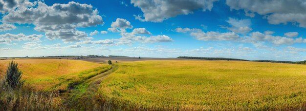 Big panoramic view of corn field under beautiful blue sky with clouds ripening before harvest