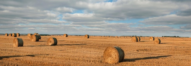 Big panoramic view of harvested wheatfield with rolls of straw bales on the stubble against the background of a beautiful sky