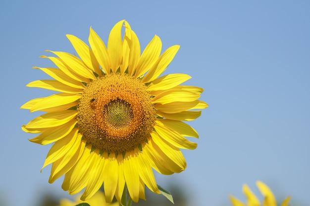 Big and perfect sunflower looks very beautiful on a bright sky day.