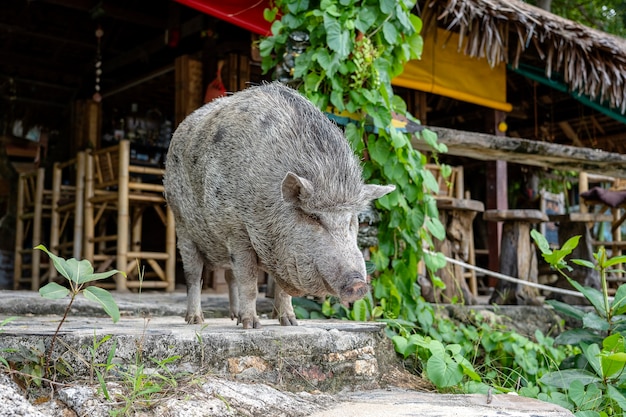 Big pig near the beach cafe on the island of Koh Phangan, Thailand. Close up