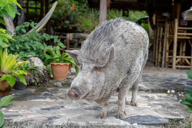 Big pig near the beach cafe