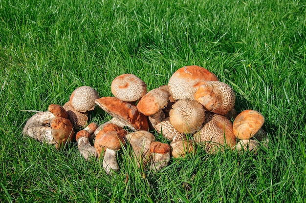 Big pile of boletus mushrooms on green grass close up