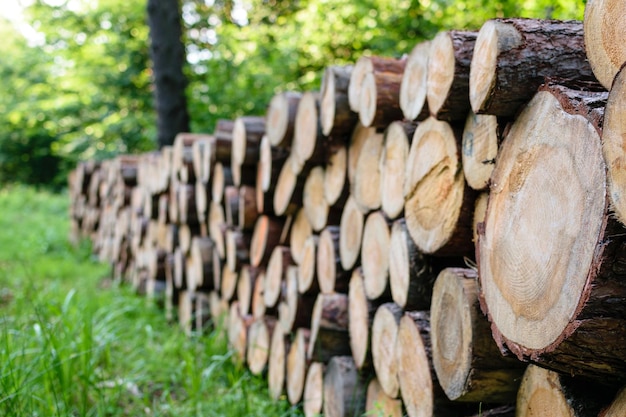 A big pile of wood in the forest on the background of green trees in a sunny day