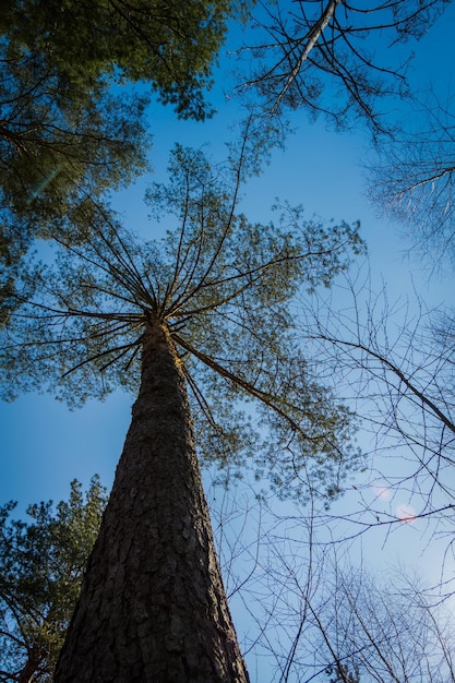 Big pine in the forest