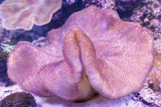 Big pink coral in aquarium closeup. Nature background