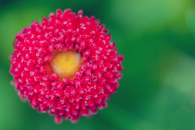 Big pink flower on a dark green background