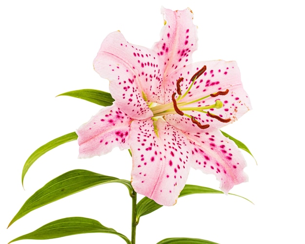 Big pink flower of oriental lily isolated on white background