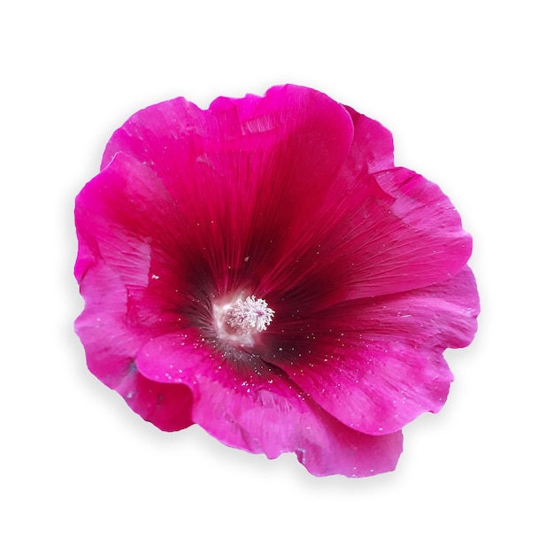 Big pink mallow flower isolated on white background