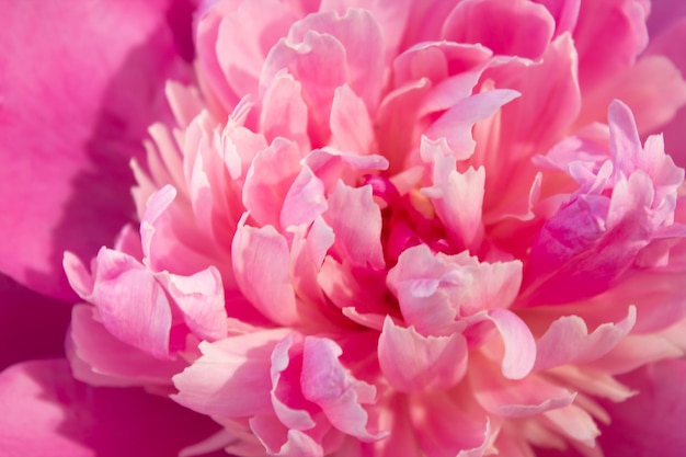 Big pink peonies in the garden